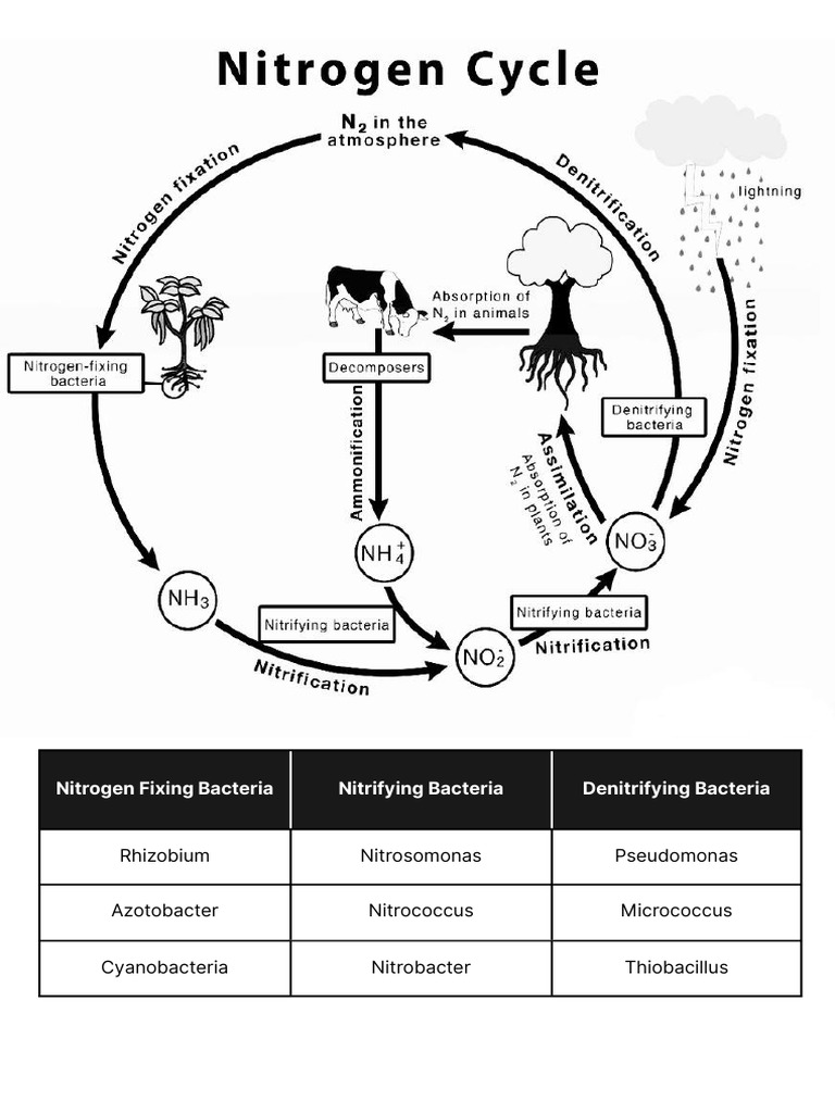 Types of Nitrogen Bacteria Explained | PDF