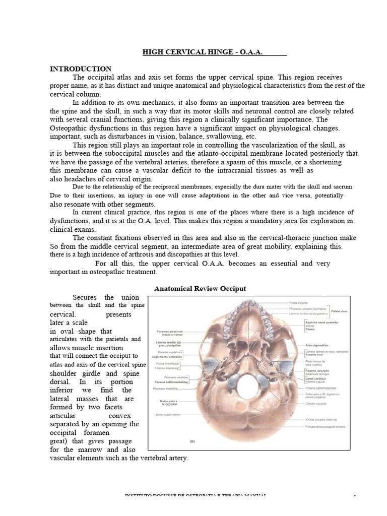 Upper Cervical Spine Anatomy Overview | PDF | Vertebra | Common Carotid ...
