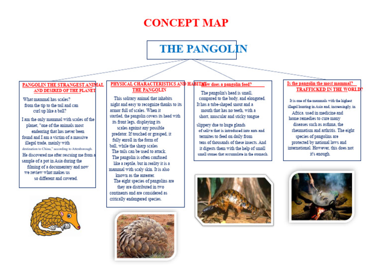 Pangolin: The Most Trafficked Mammal | PDF | Zoology