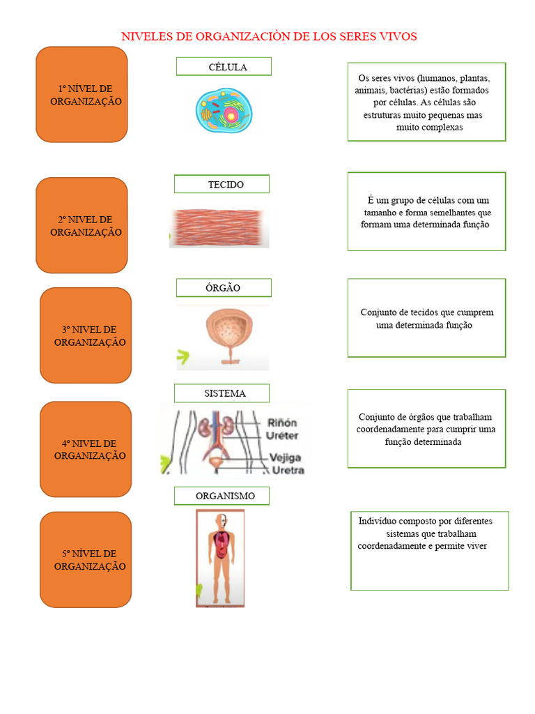 Níveis de Organização dos Seres Vivos | PDF