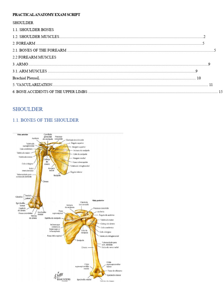 Practical Exam of Anatomy - Upper Limb | PDF | Arm | Shoulder