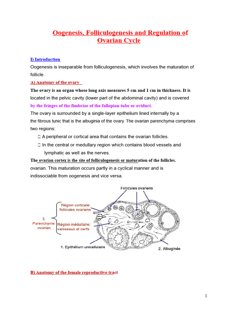 Oogenesis and Folliculogenesis Explained | PDF | Menstrual Cycle ...