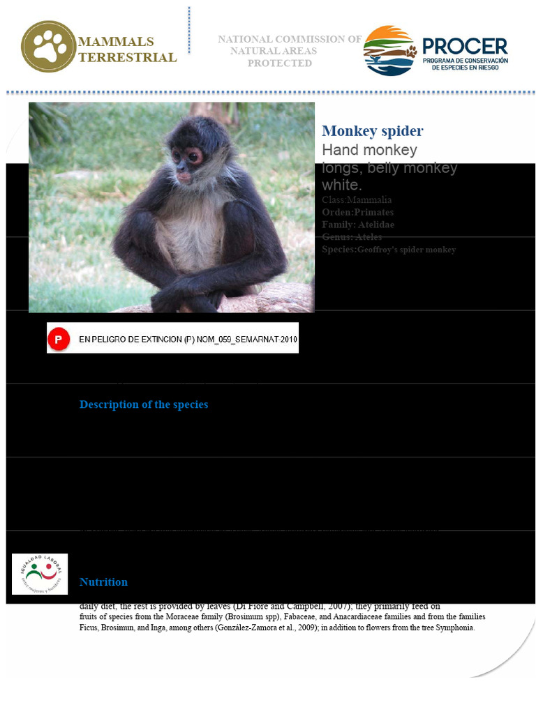 Endangered Spider Monkey Overview | PDF | Zoology