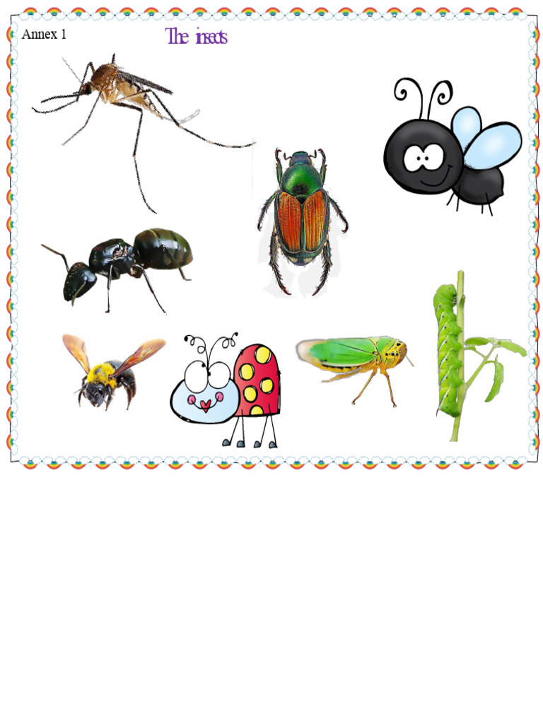 ANNEXES AND CARDS INSECT PLAN | PDF