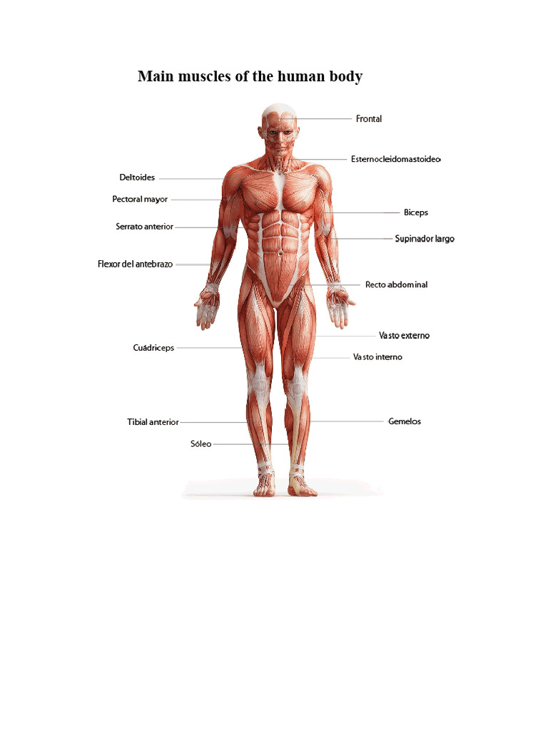 Main Muscles of The Human Body | PDF