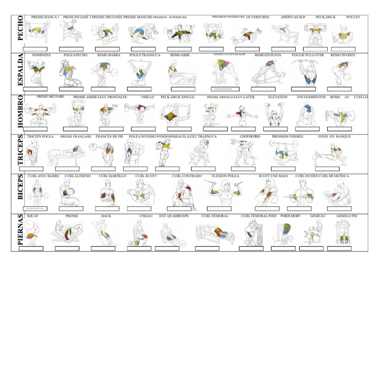 Exercices de Musculation Variés | PDF
