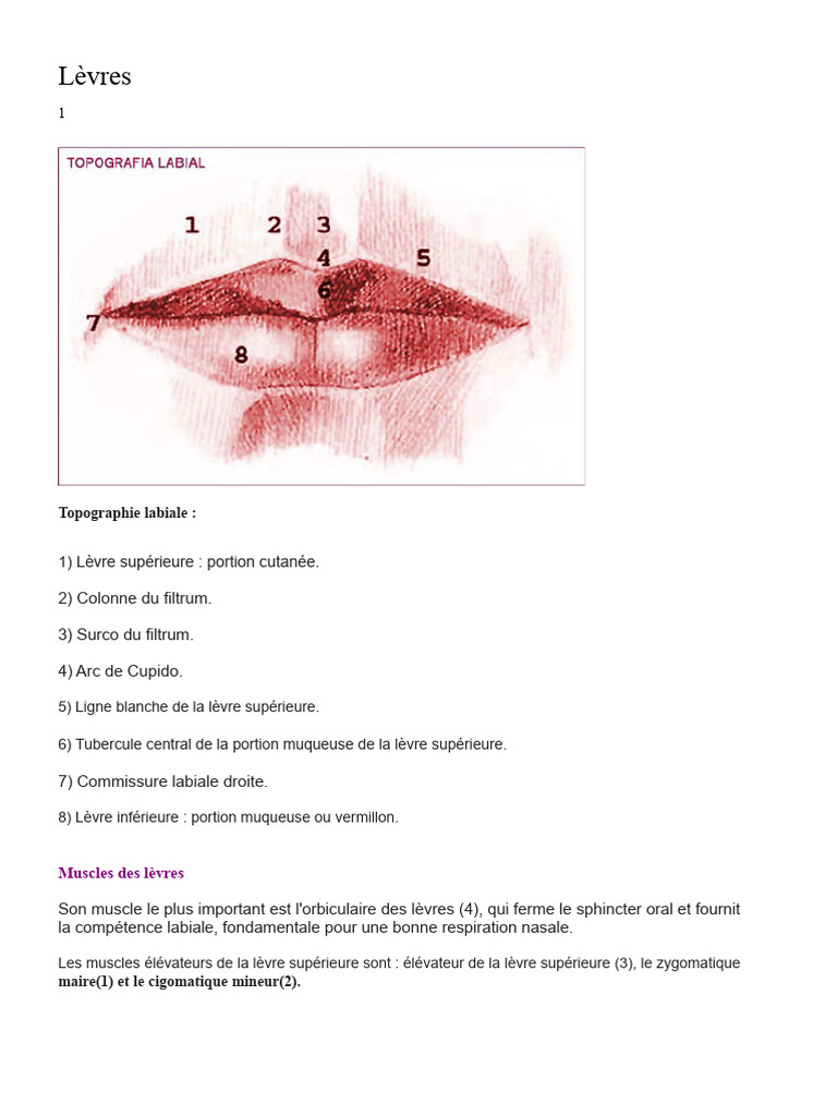 Anatomie et Musculature des Lèvres | PDF