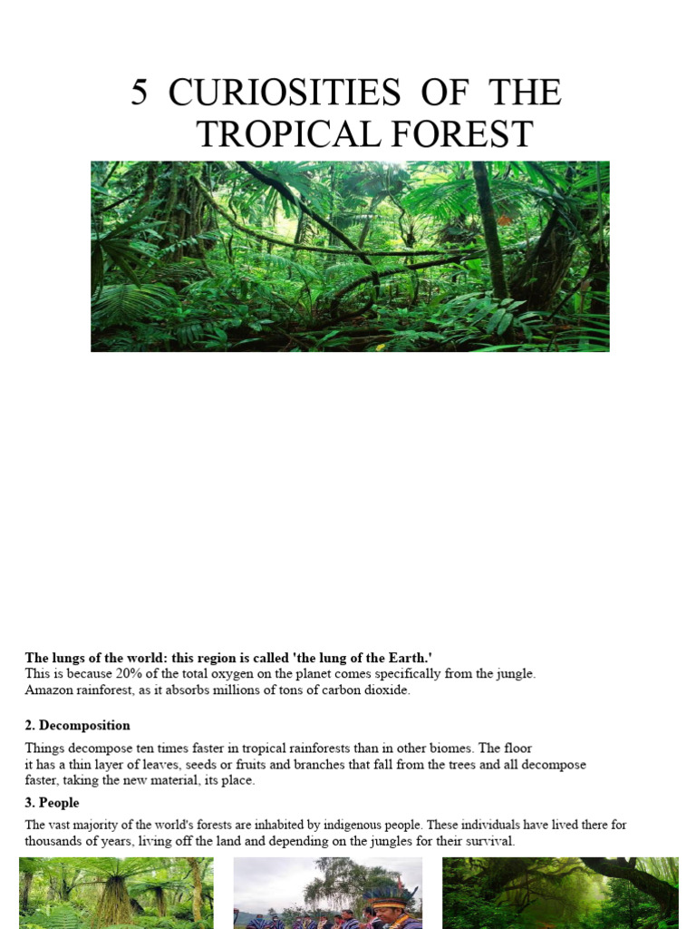 5 Curiosities of The Tropical Rainforest | PDF