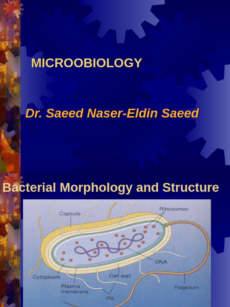 Bacterial Morphology and Structure Guide | PDF | Bacteria | Cell (Biology)