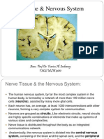 Nerve Tissue & Nervous System: Assoc. Prof Dr. Karim Al-Jashamy IMS/MSU 2010