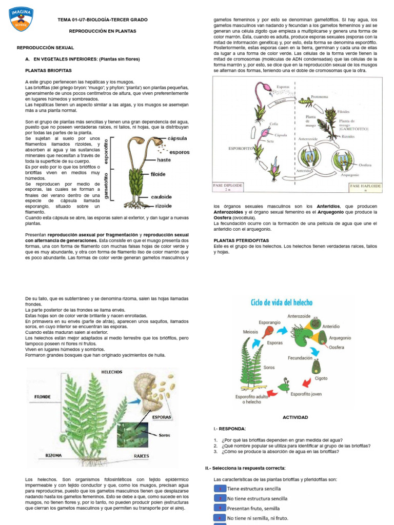 Reproducción en Plantas: Briofitas y Pteridofitas | PDF | Plantas ...