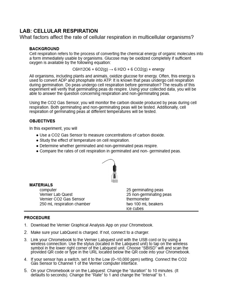 AP Cell Respiration Lab 2025 | PDF | Cellular Respiration | Carbon Dioxide