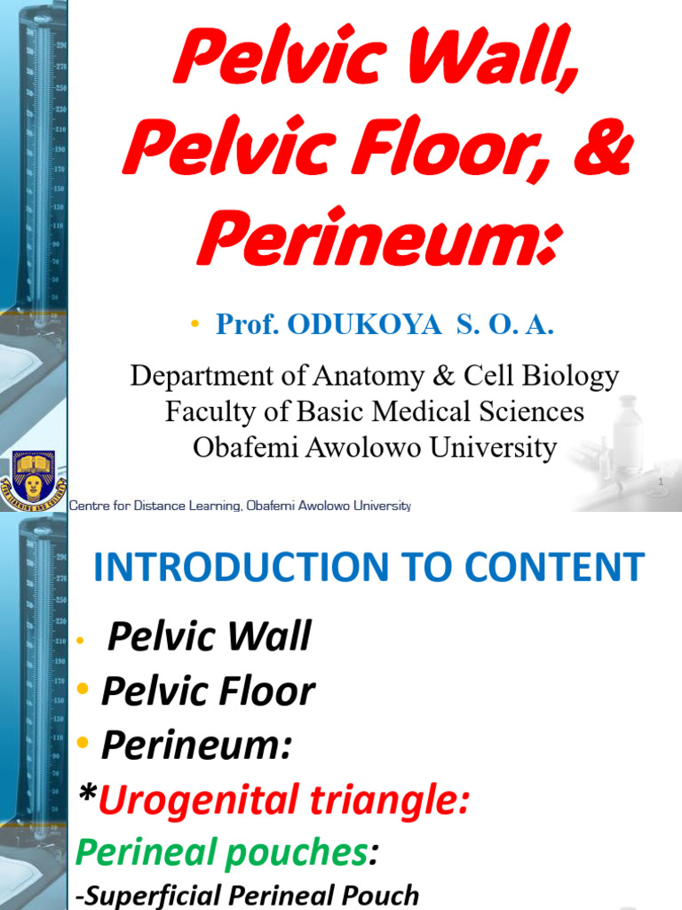 Anatomy of the Pelvic Floor and Perineum | PDF | Pelvis ...