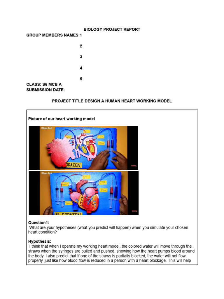 Human Heart Model Project Report | PDF | Heart | Coronary Circulation