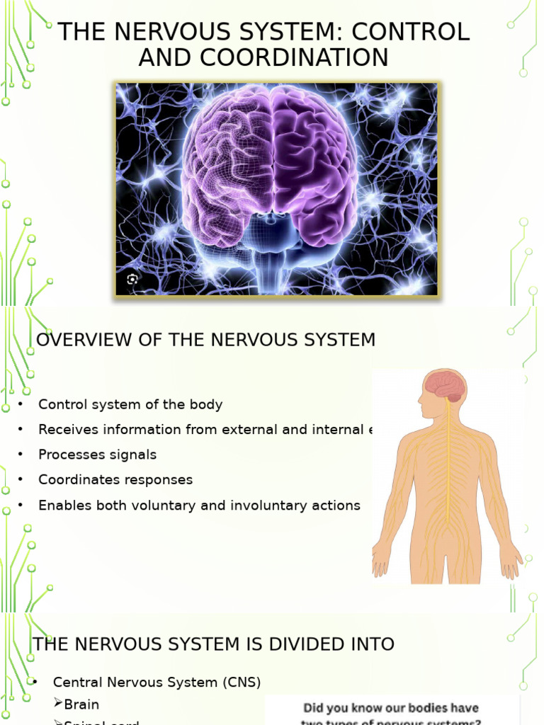 The Nervous System 9C | PDF | Central Nervous System | Nervous System