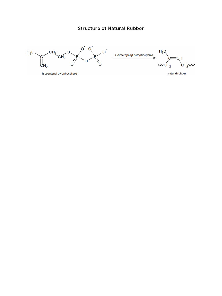 Structure of Natural Rubber | PDF