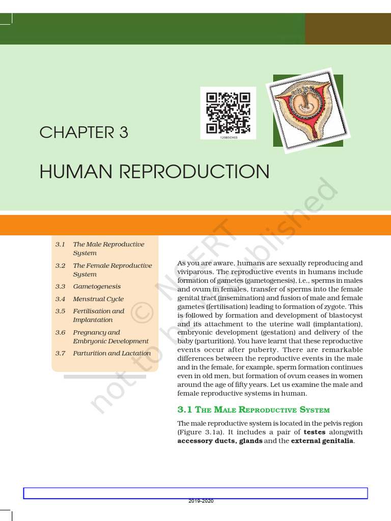 Human Reproductive System Overview | PDF | Menstrual Cycle | Testicle