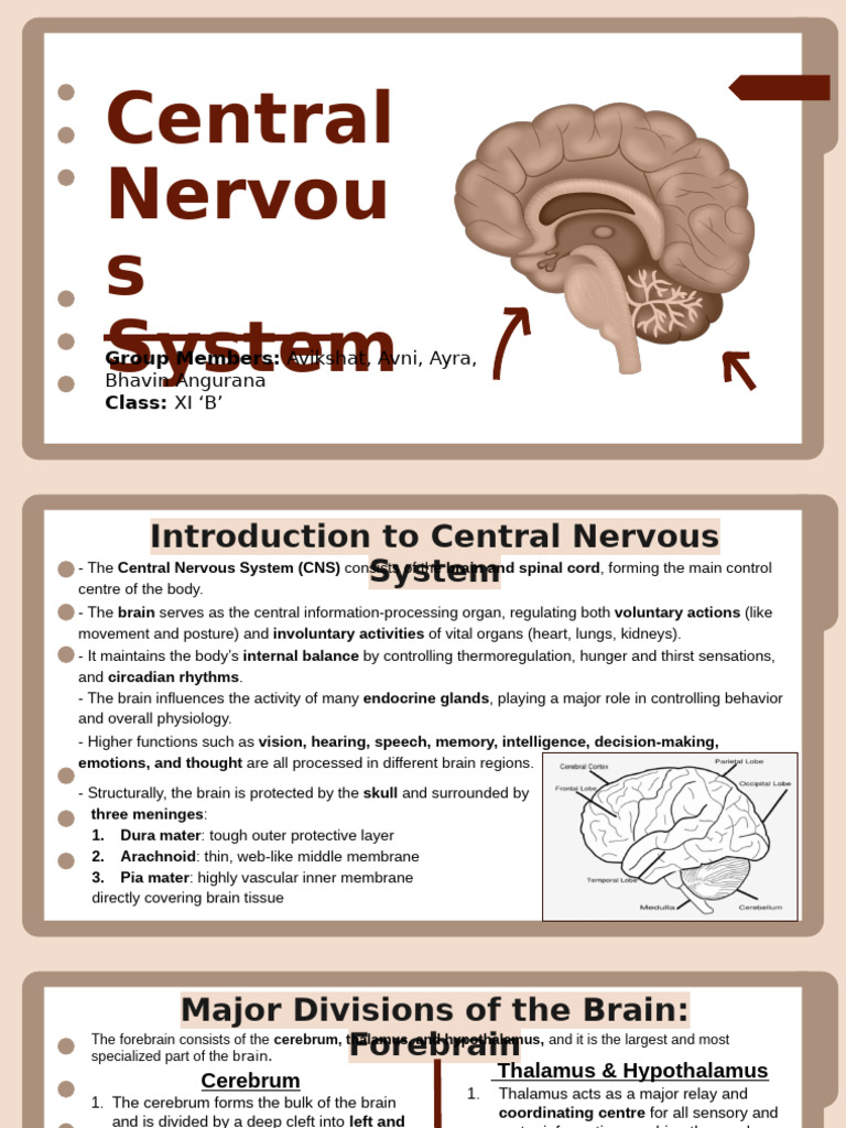Central Nervous System | PDF | Central Nervous System | Brain