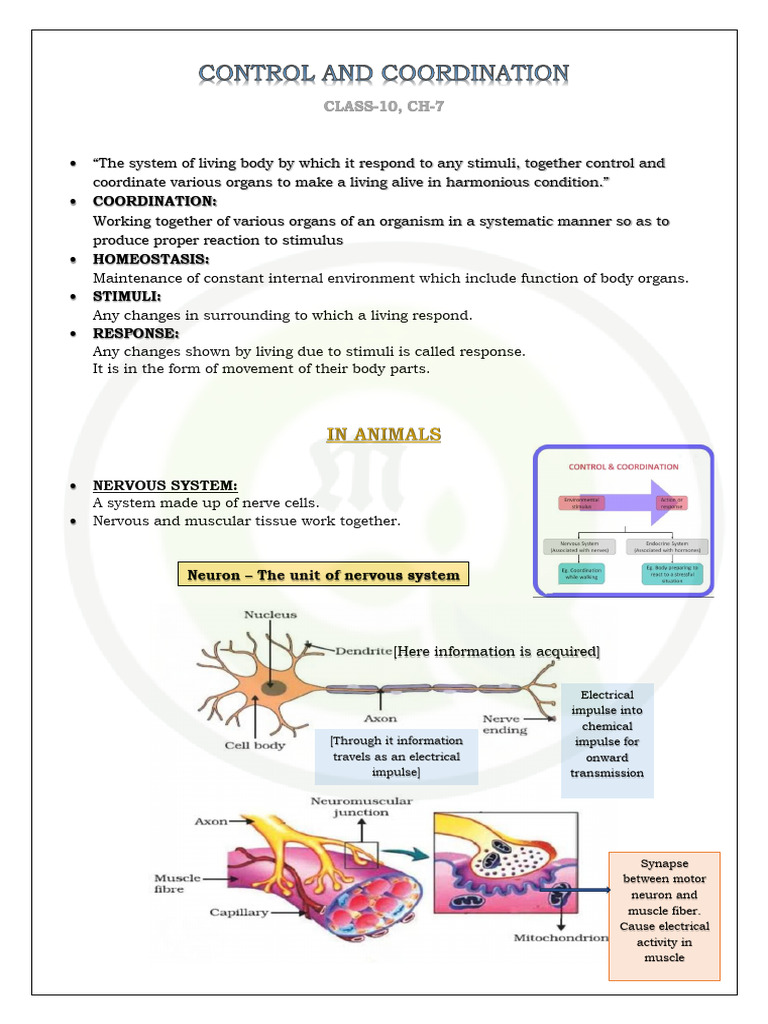 Coordination in Living Organisms | PDF | Nervous System | Stimulus ...