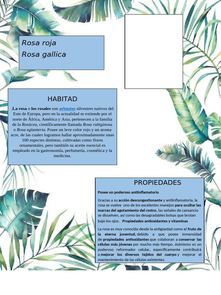 Rosa | PDF