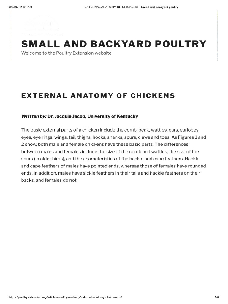 Chicken External Anatomy Explained | PDF | Feather | Poultry