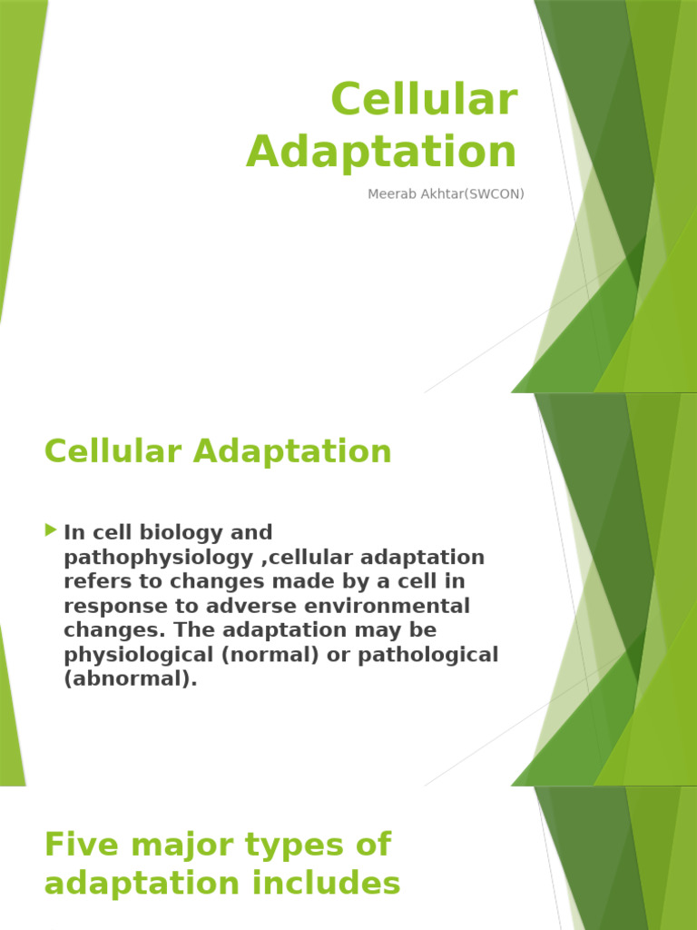 Understanding Cellular Adaptation Types | PDF | Atrophy | Epithelium