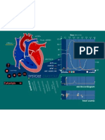 Animacion Ciclo Cardiaco