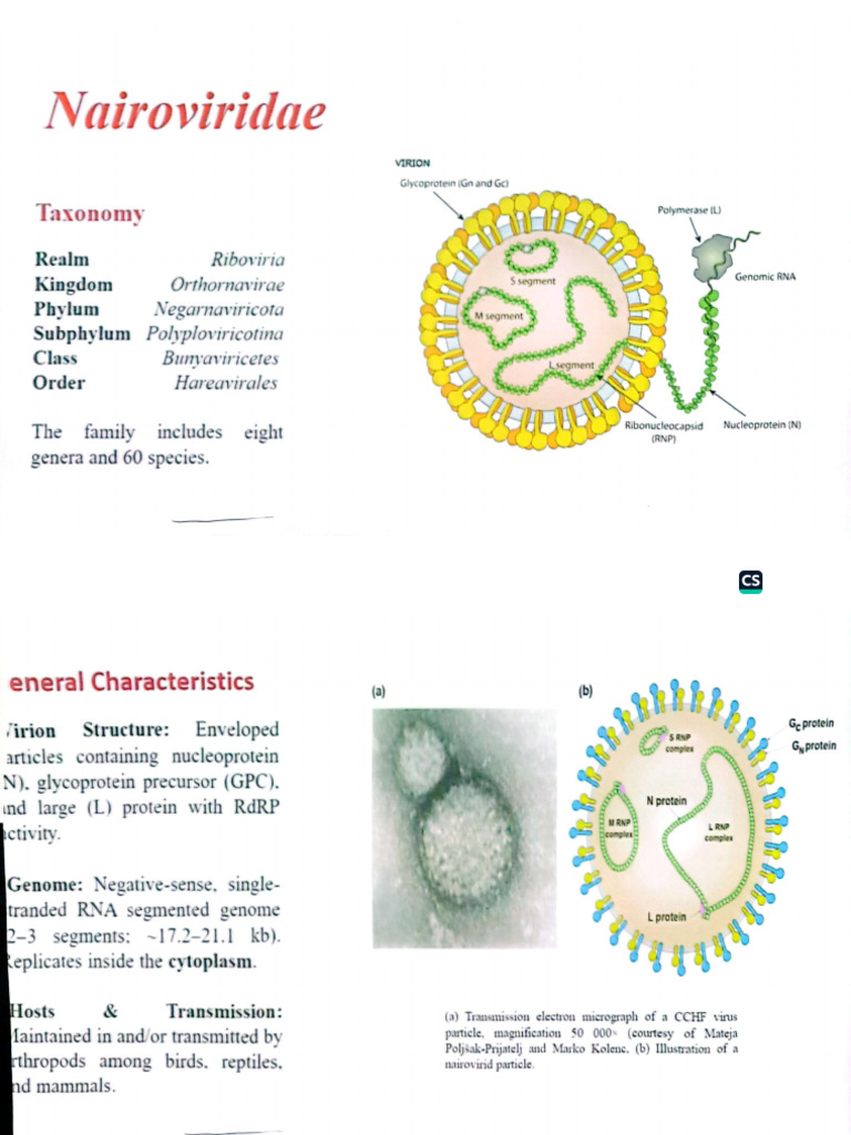 Nairoviridae | PDF