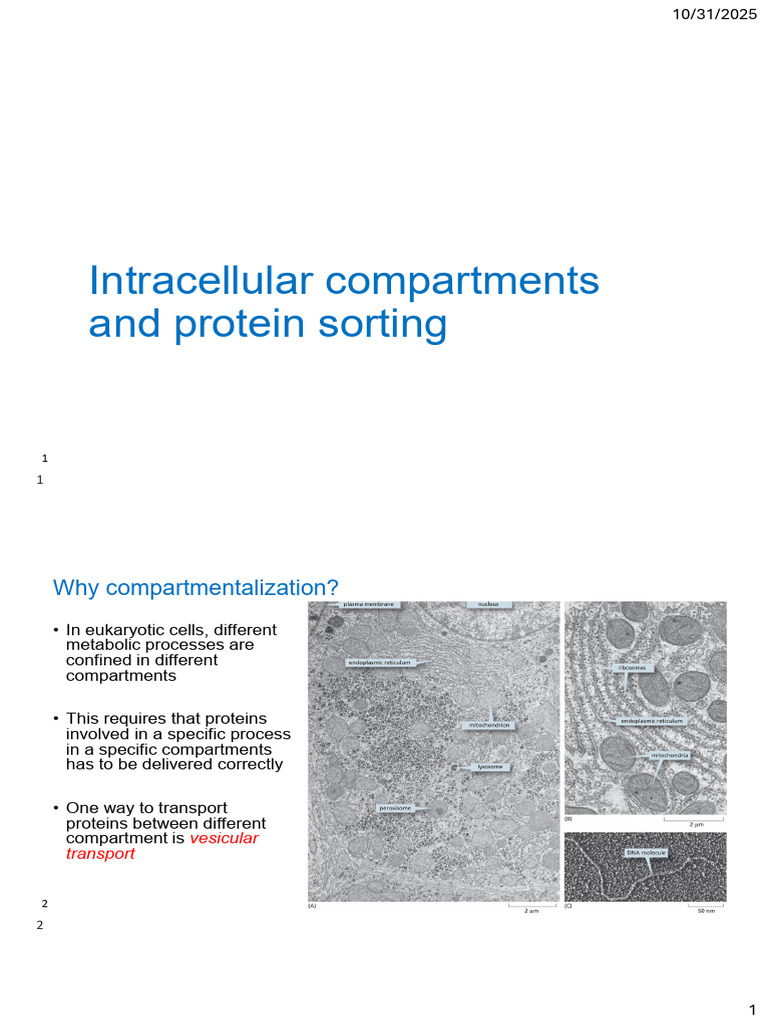 Protein Sorting in Eukaryotic Cells | PDF | Endoplasmic Reticulum ...