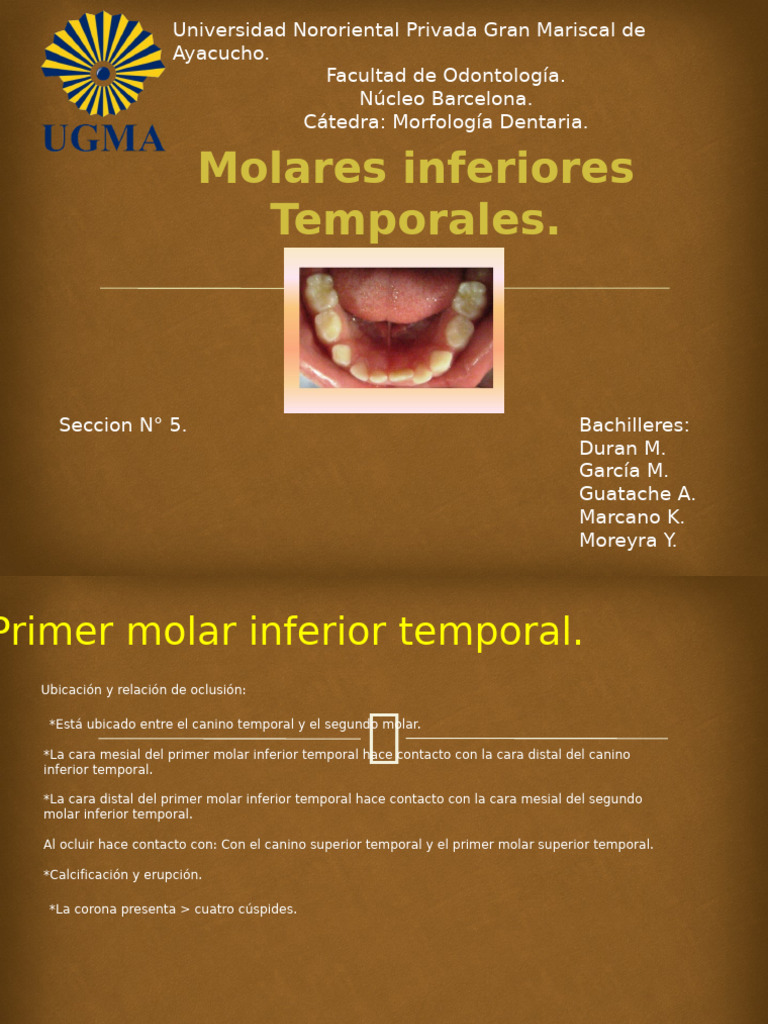 Molares Inferiores Temporales. | PDF | Anatomía de los primates ...