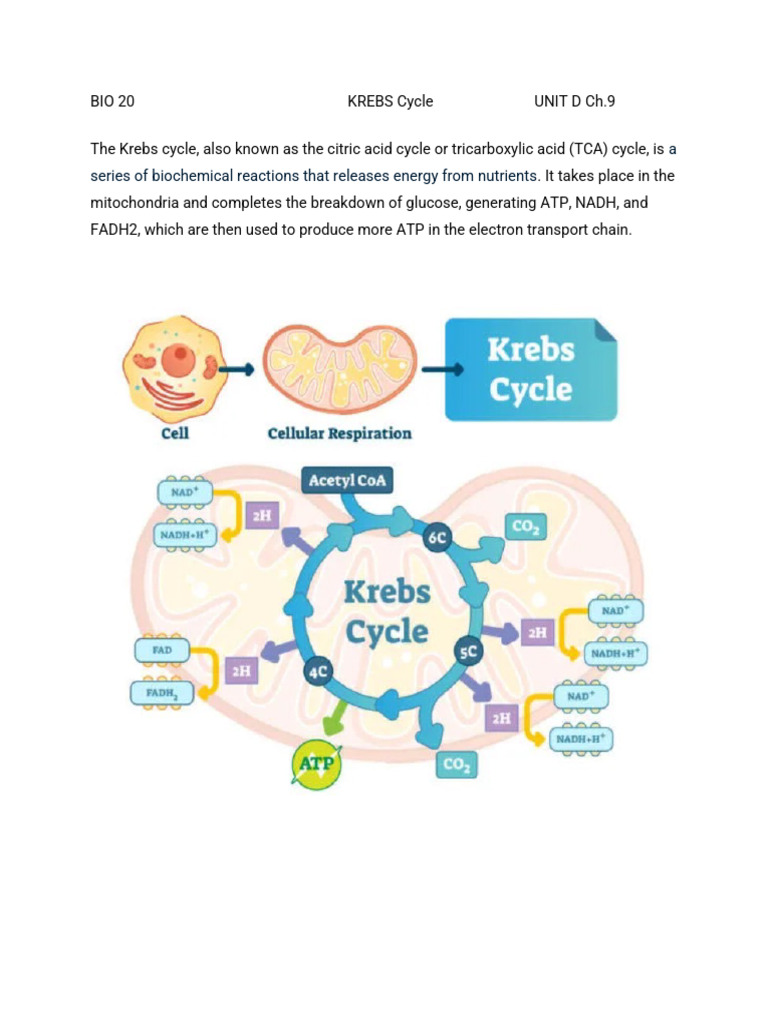 Understanding the Krebs Cycle Explained | PDF | Citric Acid Cycle ...