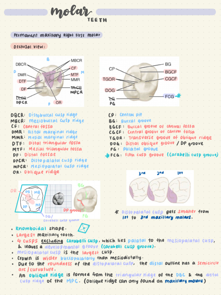 Molar Teeth | PDF | Dental Anatomy | Dentistry