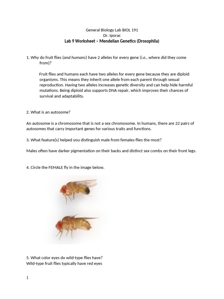 Mendelian Genetics Worksheet 1 | PDF | Genotype | Genetics