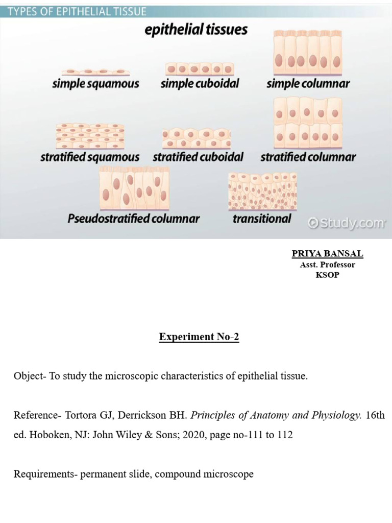Updated Epithelial Tissue_11.11.2025 | PDF | Epithelium | Anatomy