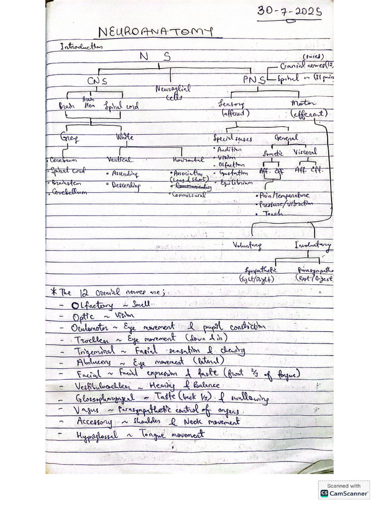 Prof Anas Neuroanatomy | PDF