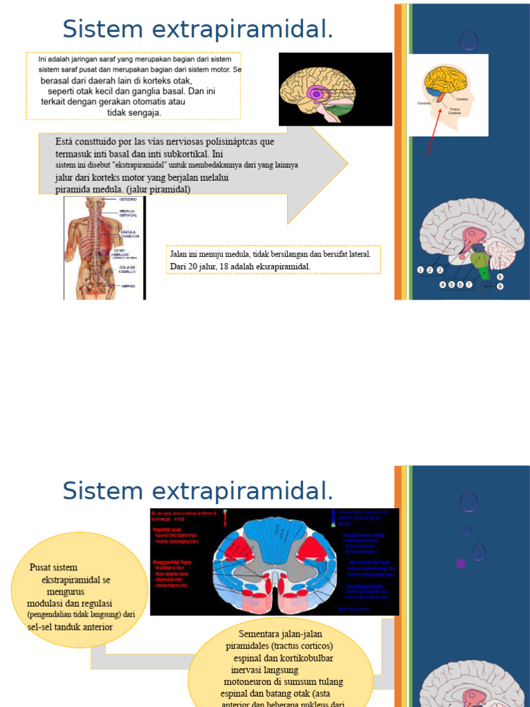 Sistem Extrapiramidal dan Fungsinya | PDF