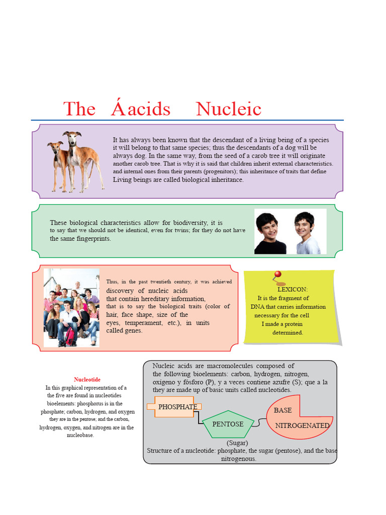 Nucleic Acids For Sixth Grade | PDF | Nucleic Acids | Dna