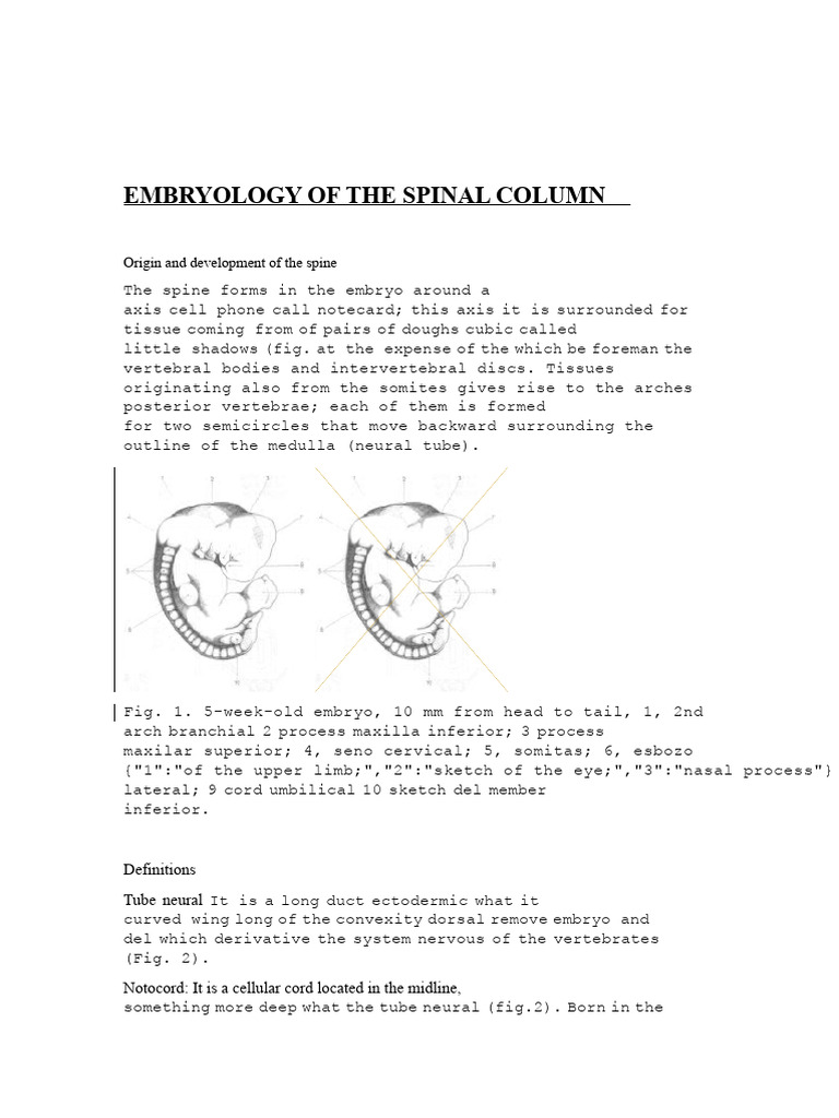 Embryonic Development of the Spine | PDF | Vertebra | Musculoskeletal ...
