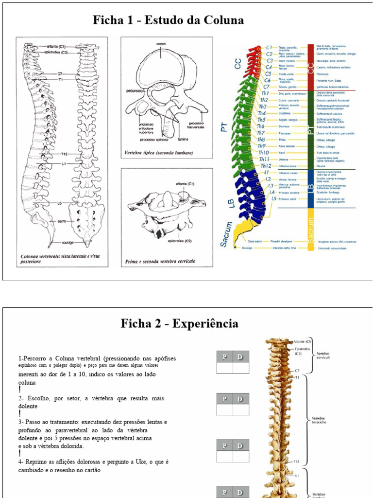 Estudo e Tratamento da Coluna Vertebral | PDF | Vértebra