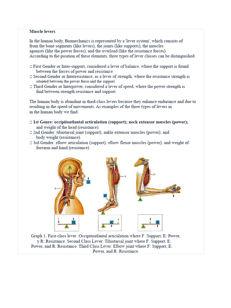 muscle levers | PDF | Joint | Lever