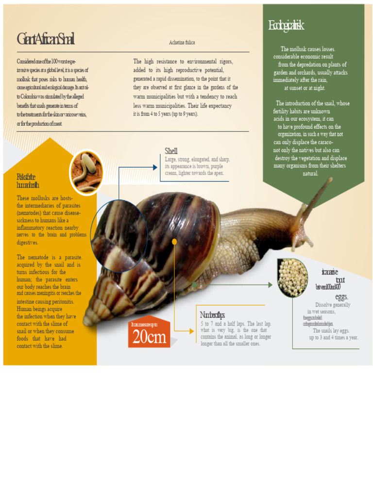 Ecological Risks of Giant African Snail | PDF | Biology