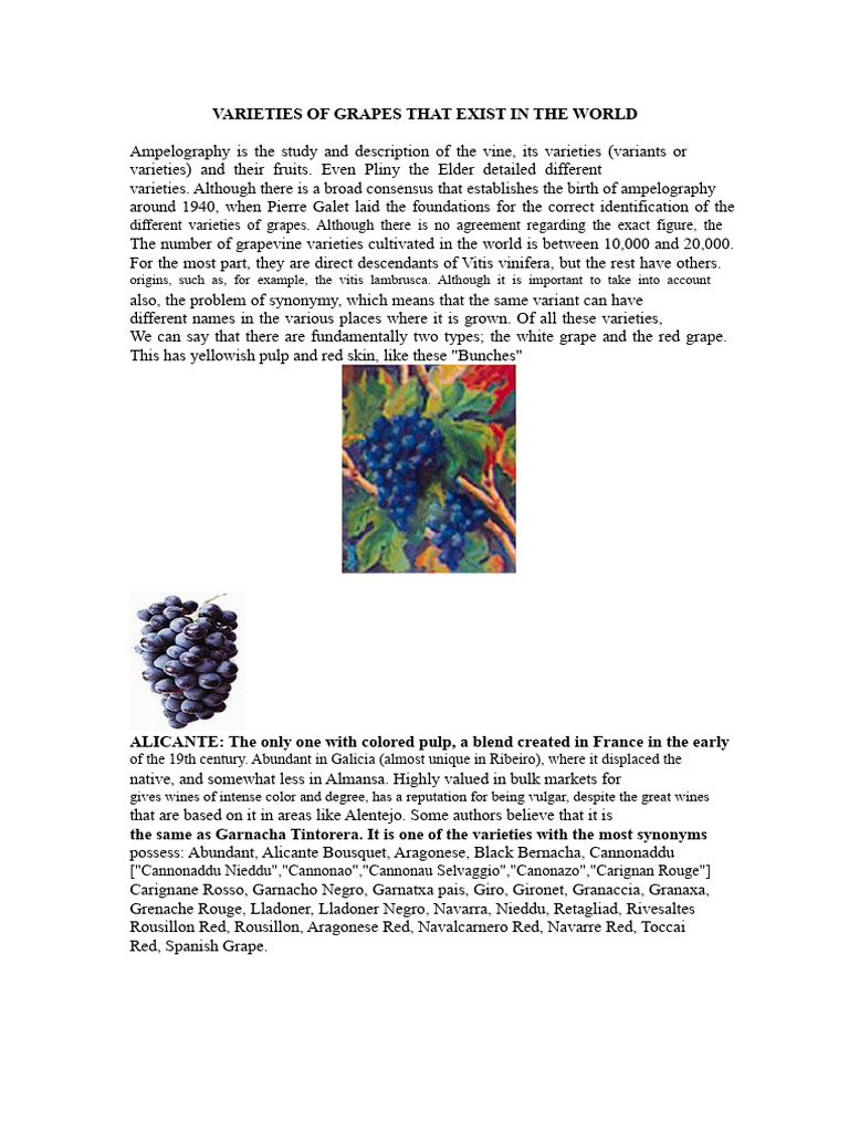 Global Grape Varieties Explained | PDF | Vitis | Wine