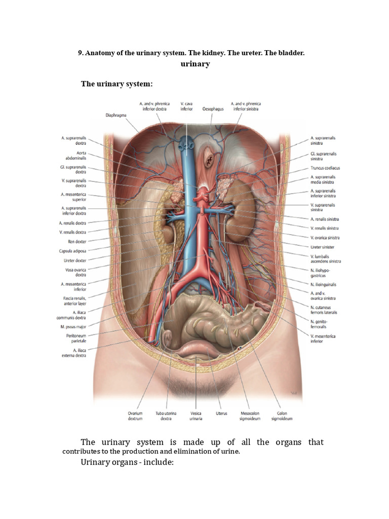 Anatomy of The Urinary System | PDF | Kidney | Urinary System