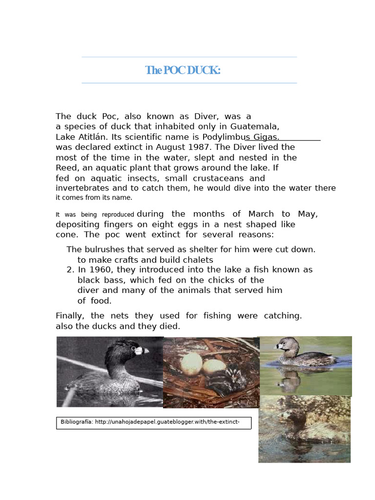 The duck poc | PDF