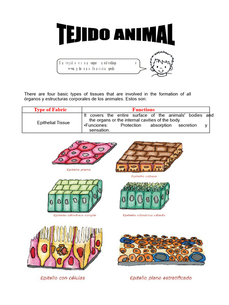 Types of Animal Tissues Explained | PDF | Muscle | Tissue (Biology)