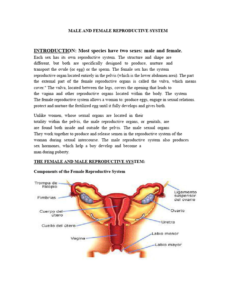Male and Female Reproductive Systems | PDF | Reproductive System | Sex ...
