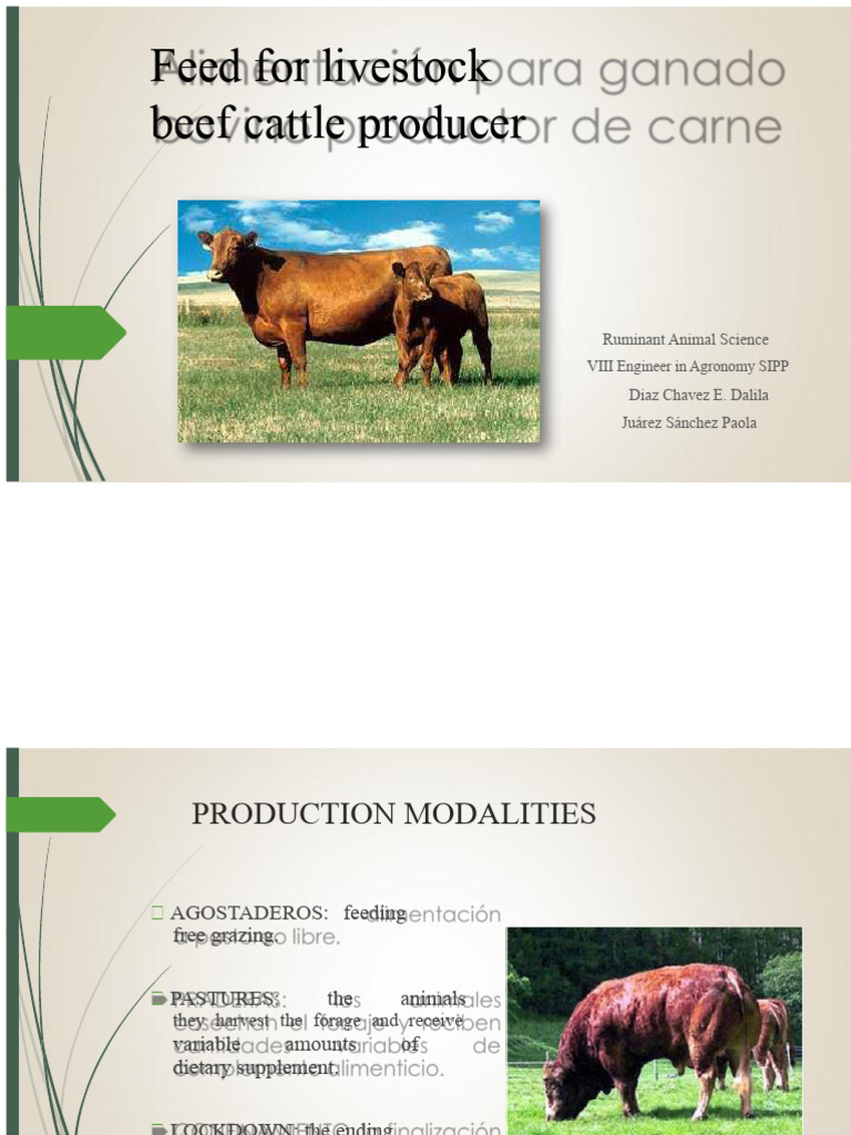 Feeding for Beef Cattle | PDF