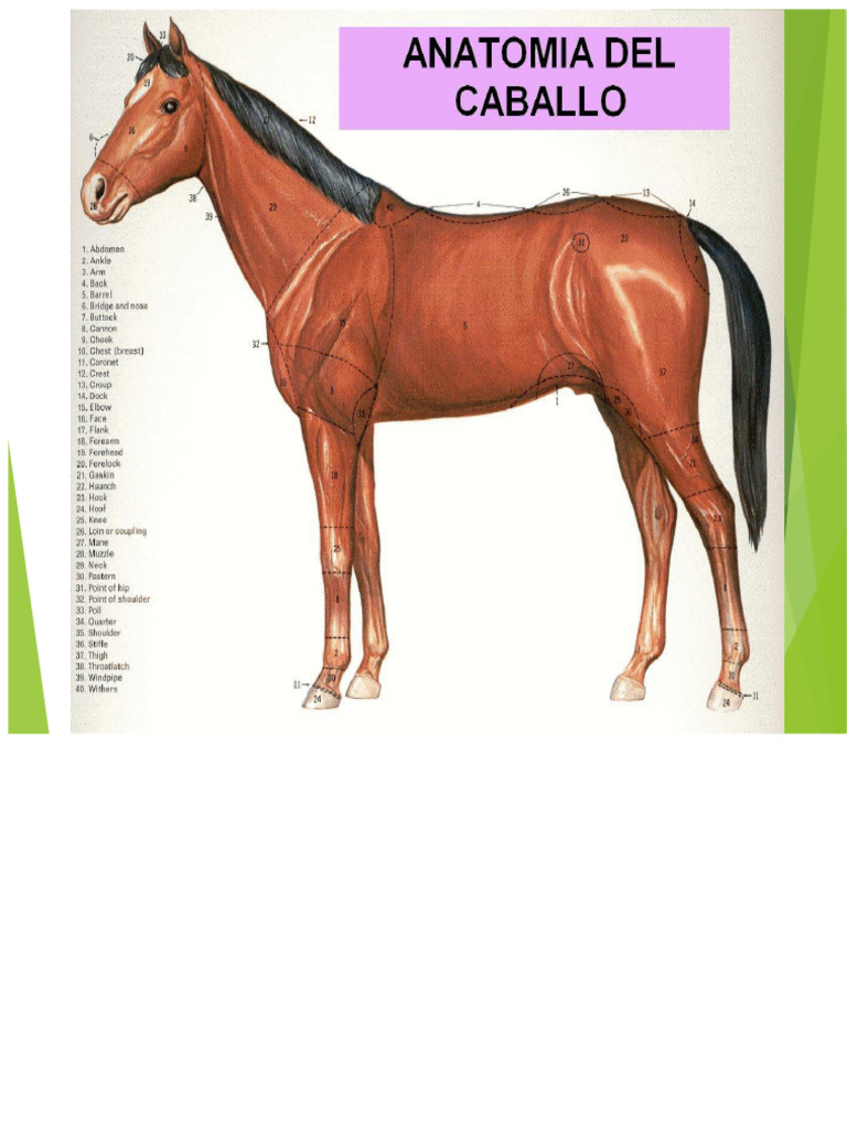 Anatomie et digestion du cheval | PDF | Appareil locomoteur | Anatomie ...