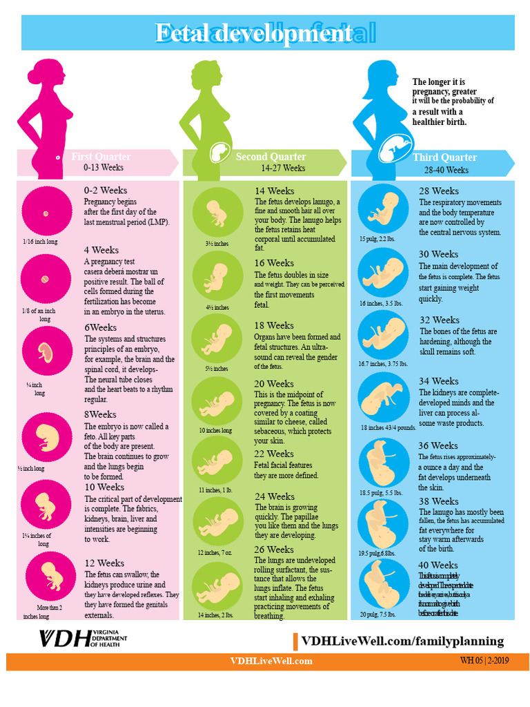 Stages of Fetal Development in Pregnancy | PDF | Pregnancy | Fetus