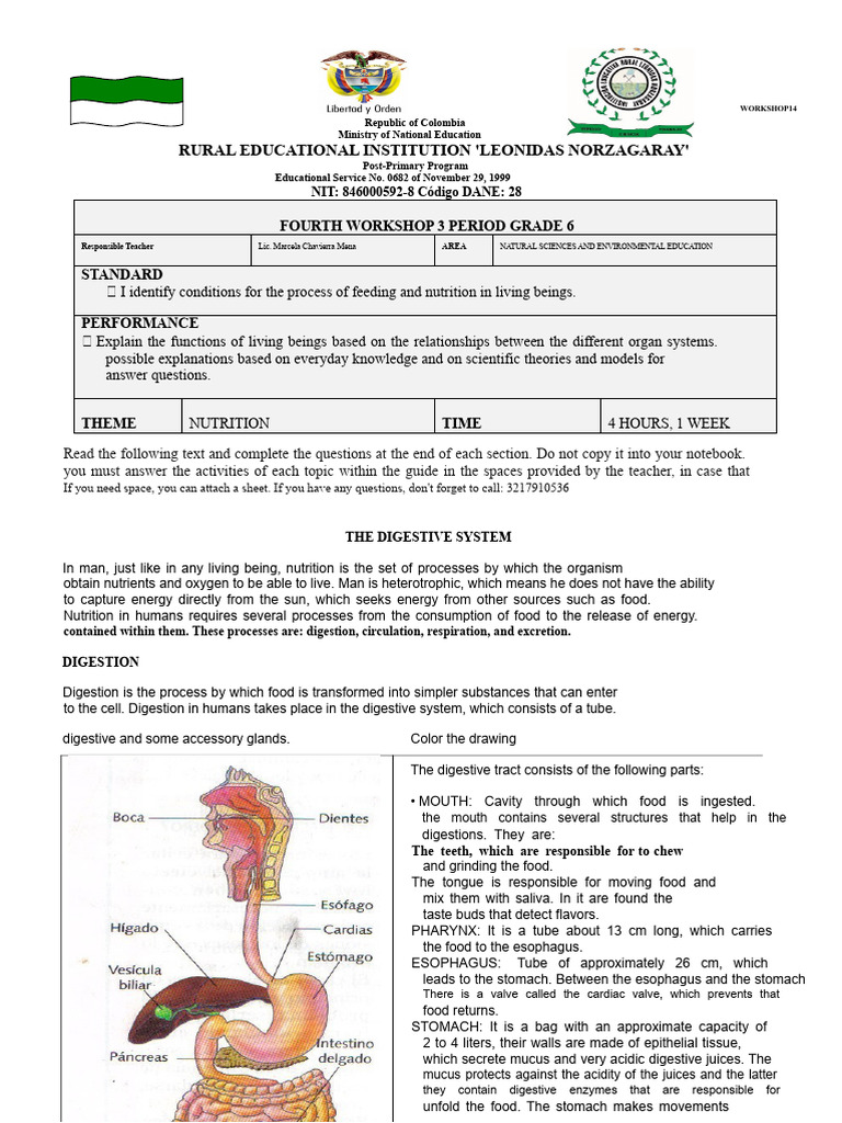 WORKSHOP 14 digestive system | PDF | Digestion | Human Digestive System